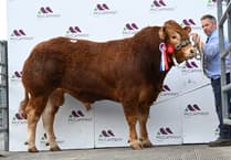 Bulls in demand as Brecon sale hits 14,000gns top price
