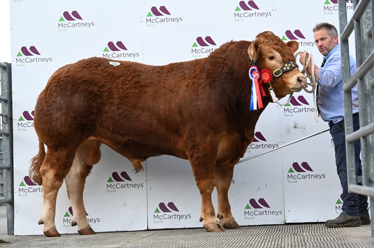 Lot 29, champion Ashledge Vancy, sold for 14,000gns, from A G Kirton & Sons, Bewdley