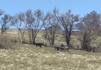 VIDEO: Brecon man fined after pony dragged behind vehicle