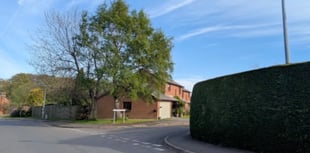 Tree Preservation Order approved for Brecon site despite objections