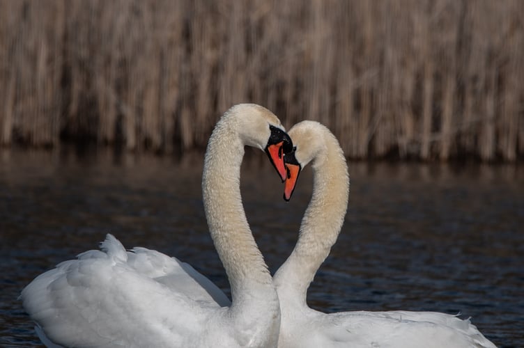 The February image from the charity calendar