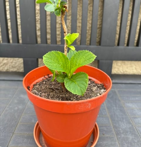 Plant