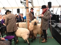 Historic sheep procession marks Royal Welsh Show launch in Hay-on-Wye