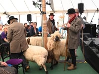 Historic sheep procession marks Royal Welsh Show launch in Hay-on-Wye