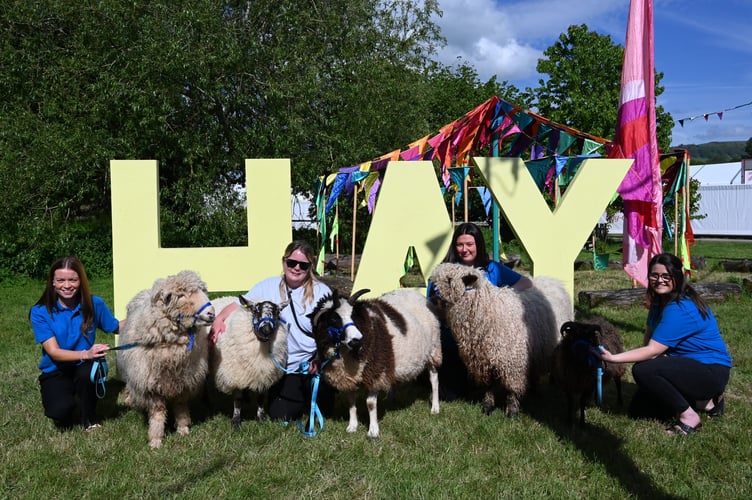 The sheep drew plenty of attention at Hay Festival