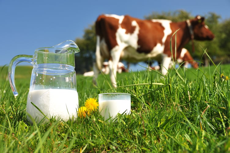 Milk and cow