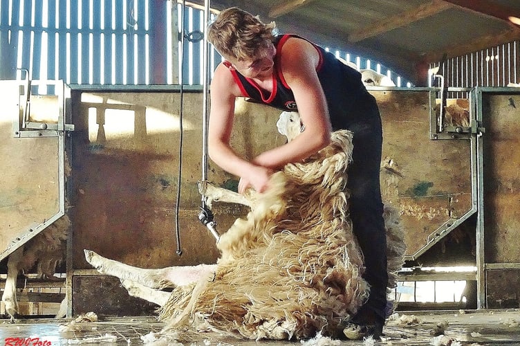 Shear speed in action as competitors race the clock