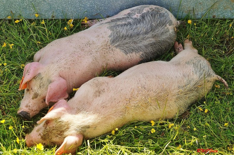 Cooling off in style - pigs taking a well-earned lie-down in the shade