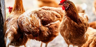 Bird flu restrictions lifted across Wales