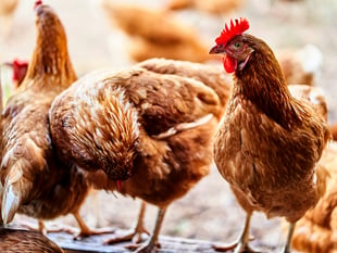 Bird flu restrictions lifted across Wales