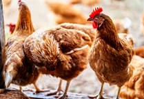 Bird flu restrictions lifted across Wales