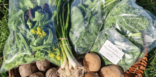 Pilot project distributes over 900 local veg boxes in Powys