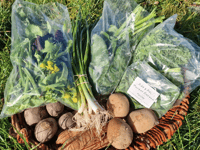 Pilot project distributes over 900 local veg boxes in Powys