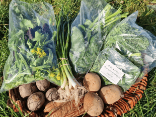 Pilot project distributes over 900 local veg boxes in Powys