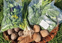 Pilot project distributes over 900 local veg boxes in Powys