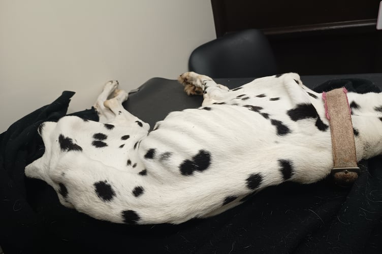 Concerns were raised after Pepper’s body was taken to a veterinary practice for cremation