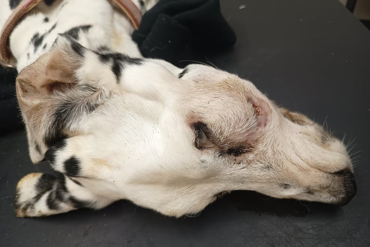 A vet gave Pepper a body condition score of 1 out of 9, indicating extreme underweight
