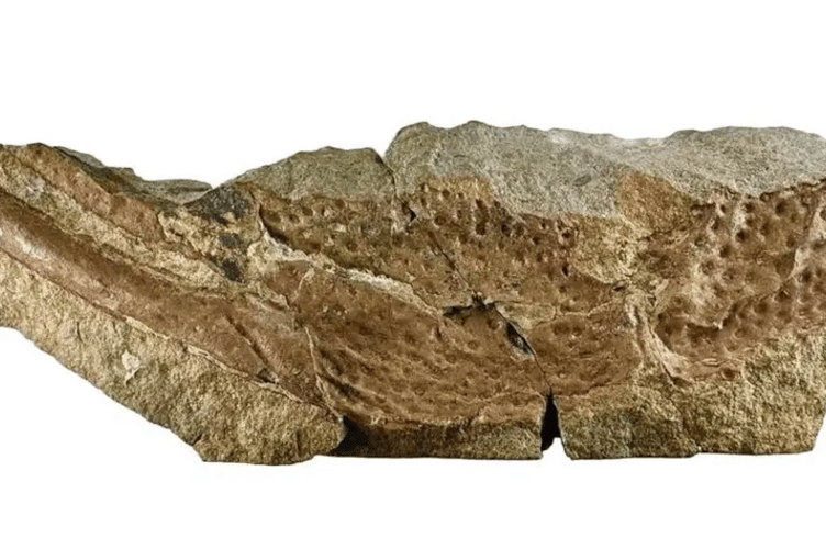 The fossils found locally have been identified as belonging to a giant scorpion