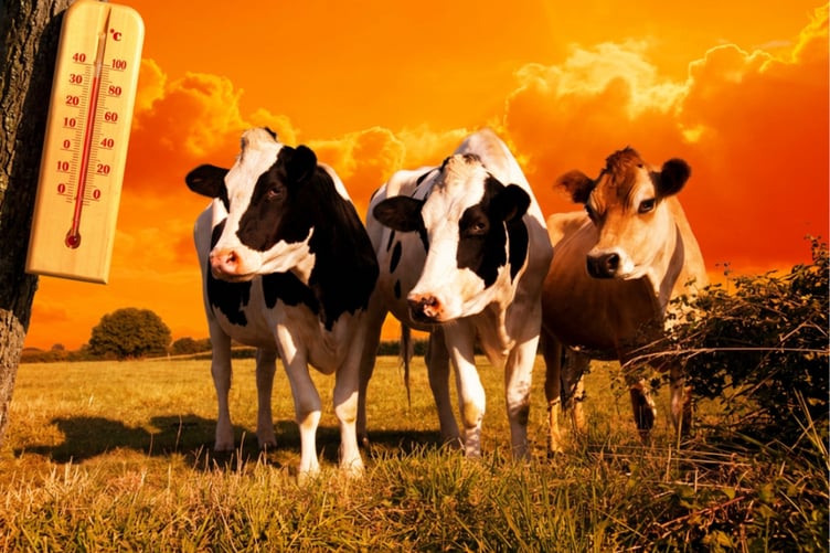 Cows in hot weather
