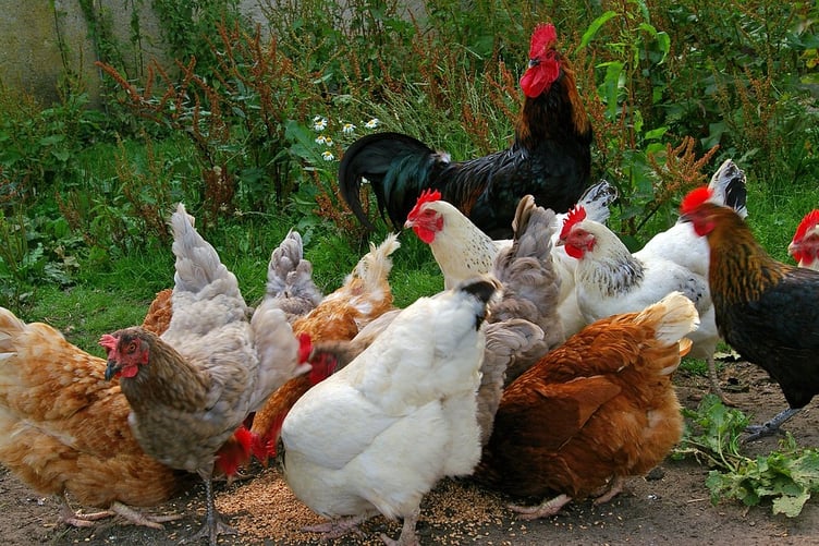 includes a chicken run and solar panels