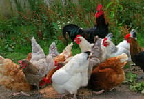 Poultry sheds built without permission must go
