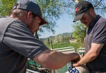 Simple pitch mark still key to managing 6,000-strong flock