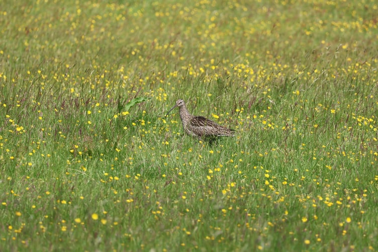 The curlew is considered the bird of highest conservation concern in Wales due to its rapidly declining breeding population