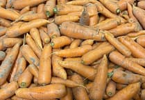 Welsh Veg in Schools Initiative helps transform lunchtimes across Powys