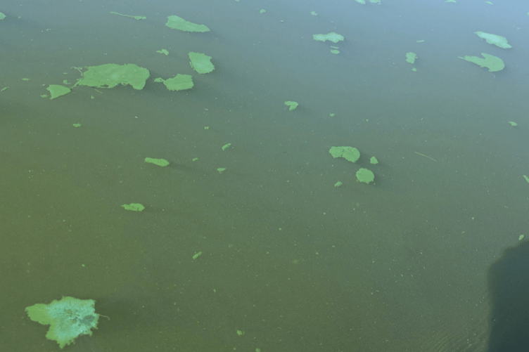 Llangorse Lake Blue-green algae