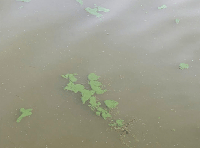 Llangorse Lake blue-green algae
