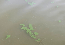 Lake fully open after blue-green algae saga