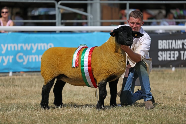 A Suffolk shearling ewe bred and exhibited by Arnold Oare won the Supreme Sheep Championship