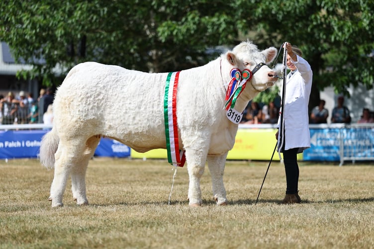 Larahill Violet, a Charolais heifer exhibited by Mike and Melanie Alford, was crowned Supreme Beef Champion