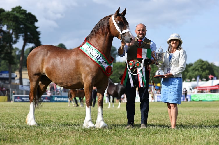 Glyncoch Capoeira, a Welsh Cob Section D brood mare bred and exhibited by Glyncoch Stud, was crowned Supreme Horse Champion