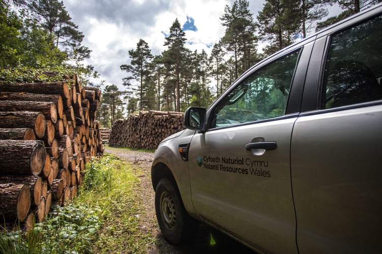 Plans to fell more than a million trees a year | brecon-radnor.co.uk