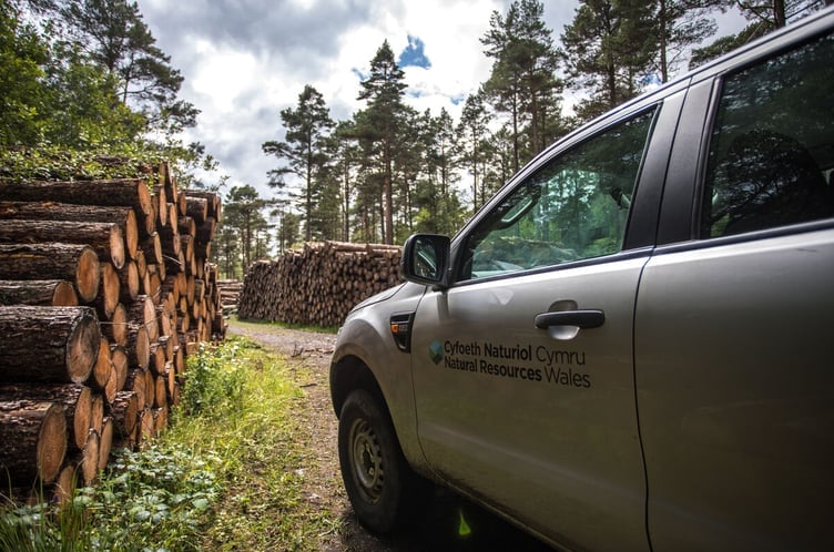More than a million trees will be felled in Wales annually under the new plans