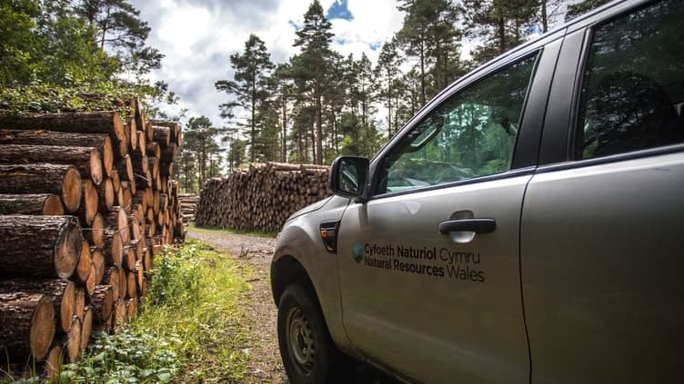Plans to fell more than a million trees a year