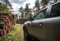 Plans to fell more than a million trees a year