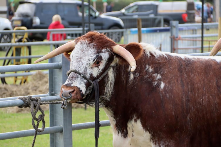 This impressive bull drew plenty of attention from visitors