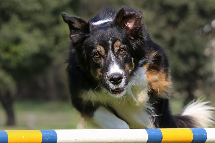 Powys Pooches in the Park