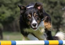 Powys Pooches in the Park: Talgarth set for inaugural dog show this August