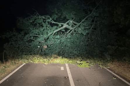 Fallen tree A470