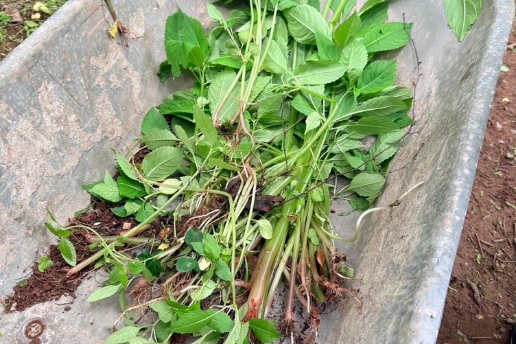 Himalayan balsam is removed from Island Fields as part of conservation work