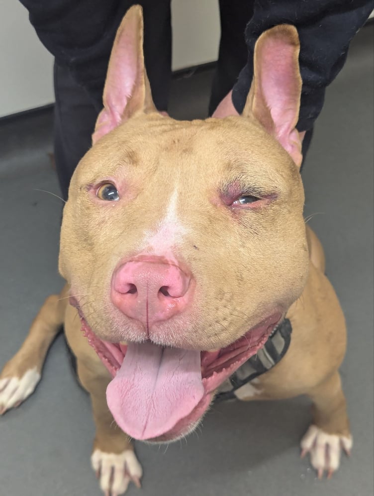 The RSPCA says dogs and cats are most commonly affected in reports of animals being beaten