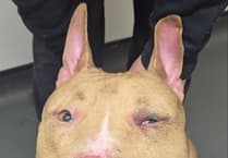 Reports of animal beatings rise 50% in Powys