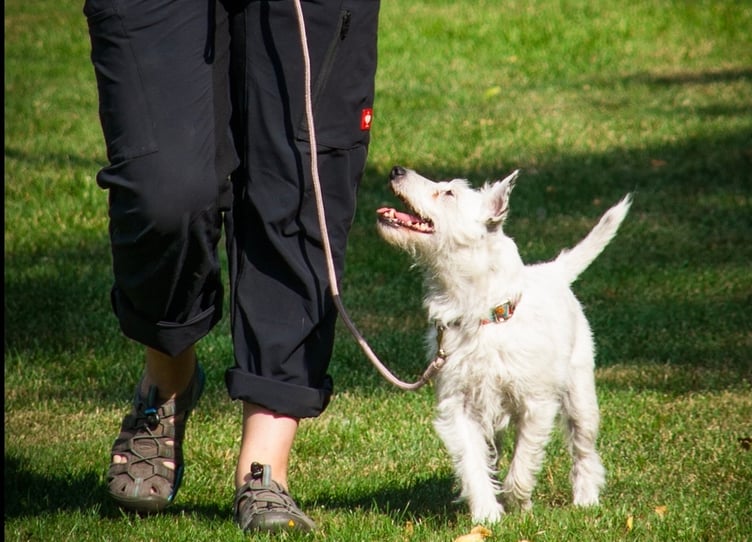 The proposed facility would provide a secure space for dogs to be exercised off lead at a farm near Pengenffordd