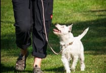 Plans lodged for new dog training facility near Talgarth
