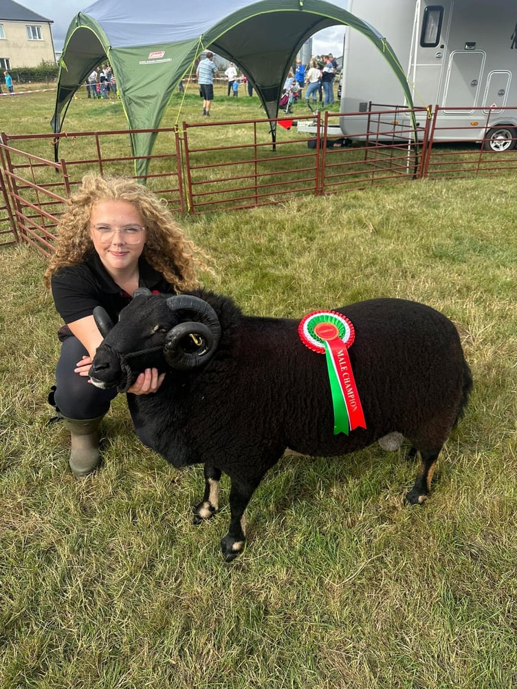 Teleri and champion sheep
