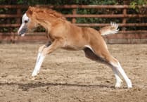 Orphaned foal Ember saved from wildfire