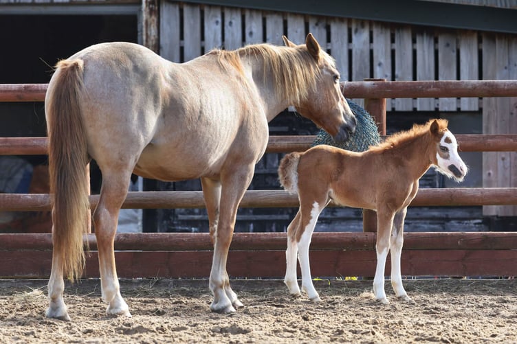 Orphaned foal Ember